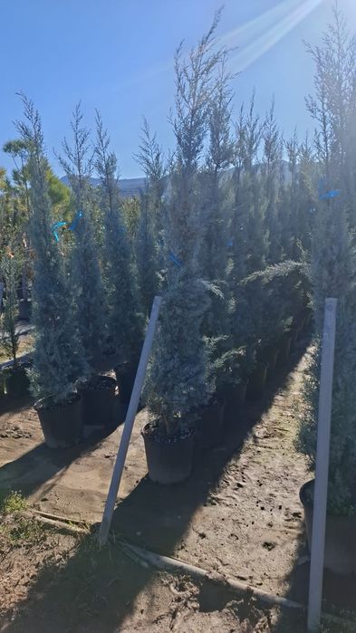 Vând plante ornamentale tuia leylandii asiguram transport în toată țar
