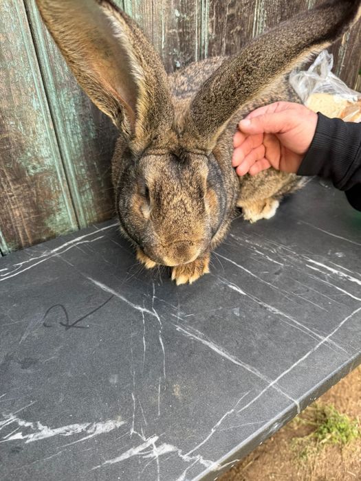 Iepuri urias german si fluture german