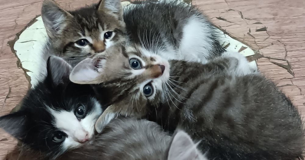 Отдам срочно котят