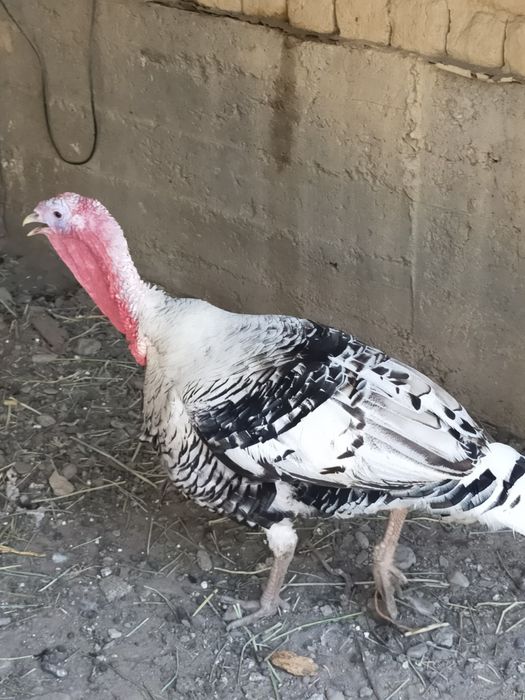 Продам крупного индюка