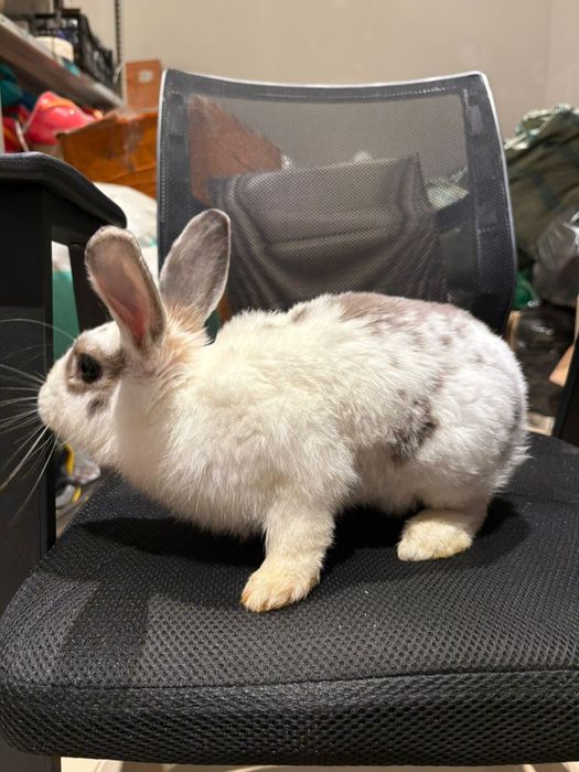 Отдам в хорошие руки кролика