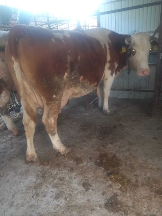 Vaca gestanta bună de lapte