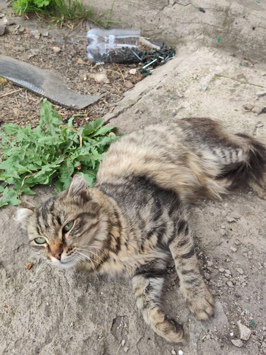 Отдам ласковую кошечку