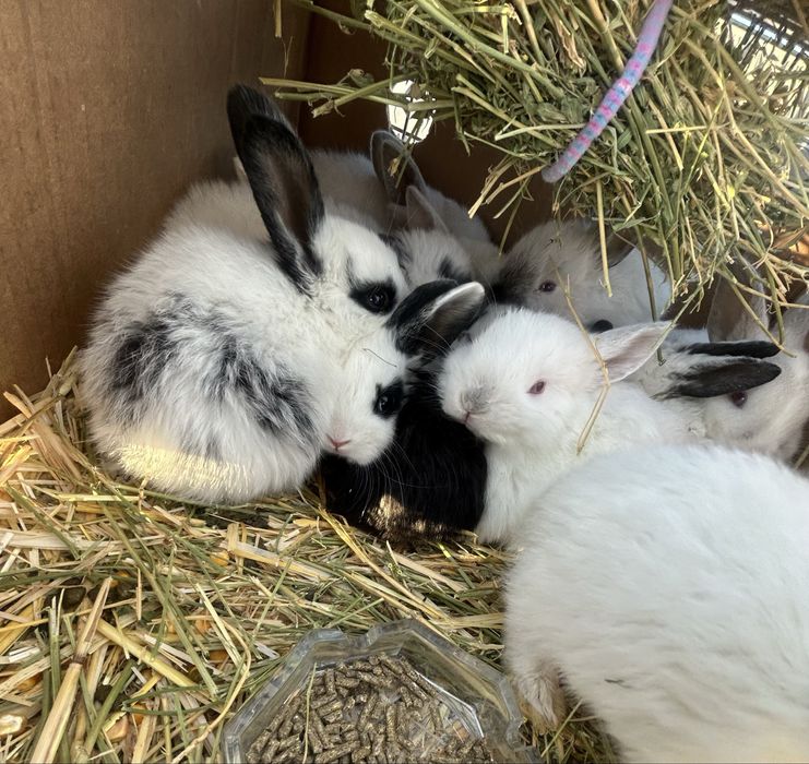 Iepurași pitici,simpatici pentru o familie iubitoare