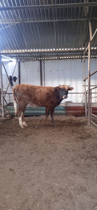 Buqalar sotiladi narxi 15800 mingdan