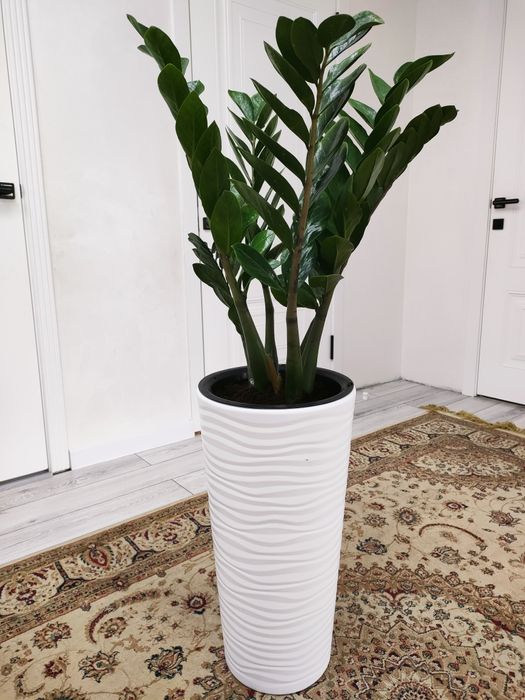 Цветы комнатные!!!  Есть доставка