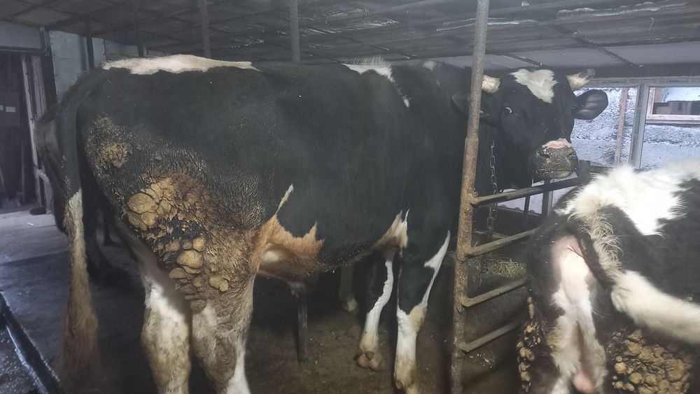 Продам голштеин 2 года возраст