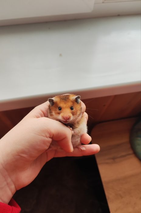 Хомяк сирийскийй