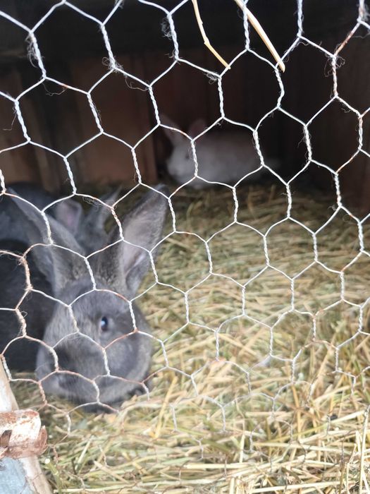 Iepurași de vanzare