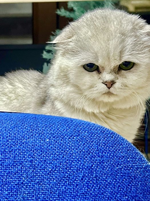 Вязка!!! Шотланский Скоттиш Фолд ( шиншилла серебро)