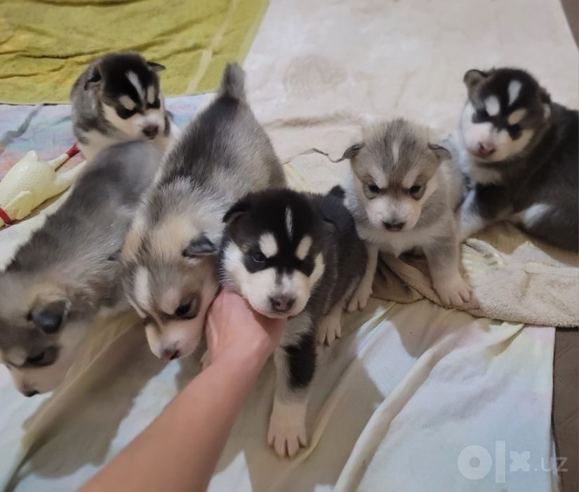 Скоро уже в продаже чистые Сибирские Хаски читайте опесание