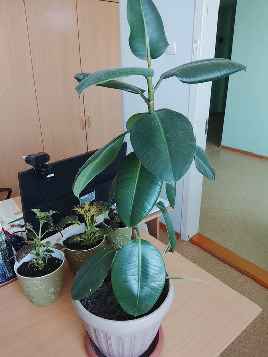 Продам фикус лист стредний