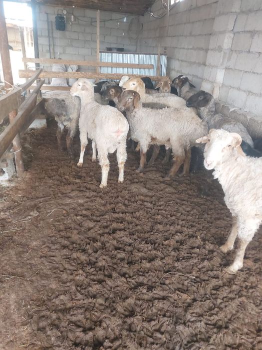 Семіз бордақы қошқарлар сатылады