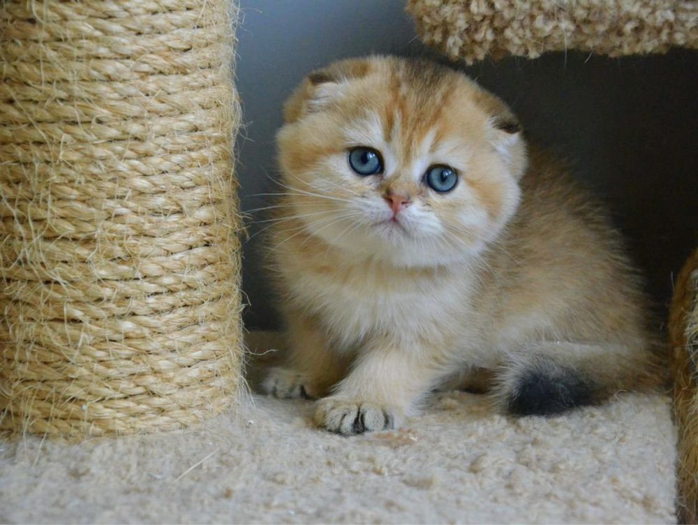 Золотая шиншилла вислоухая фото Золотая шиншилла вислоухая фото