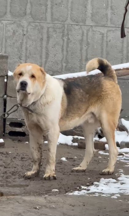 Алабай Тобет САО