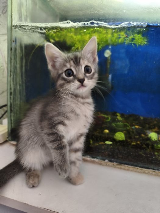 Котенок девочка.