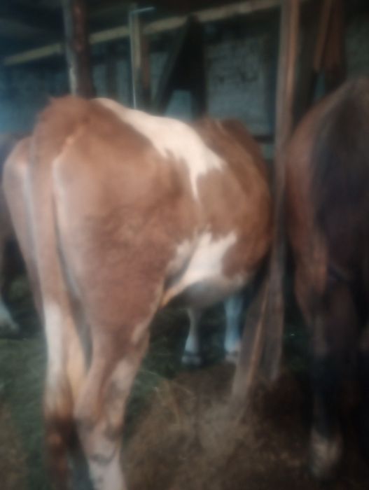 Vând vacă mai multe detalii în privat preț negociabil