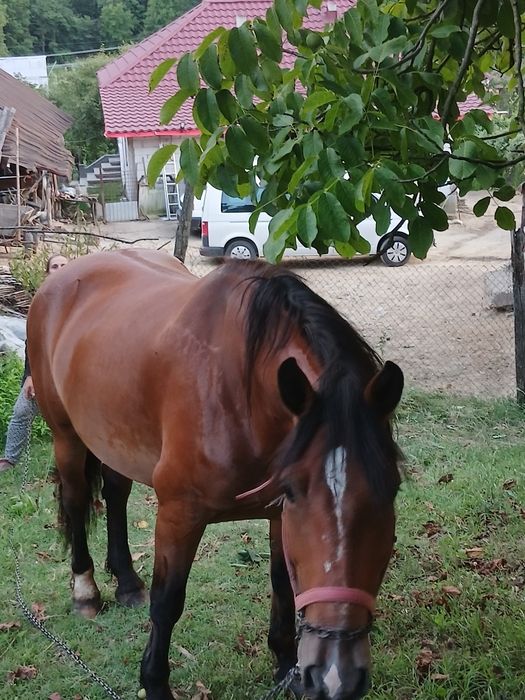 Vând iapă învățată la ham