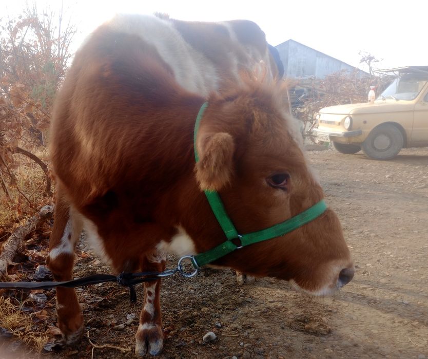 G‘unajin, 7 oylik bug‘o‘z sotiladi