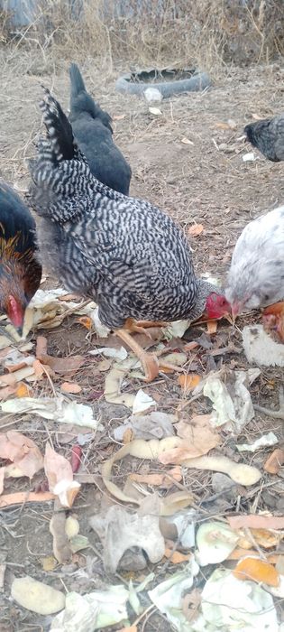 Продам петухов домашних