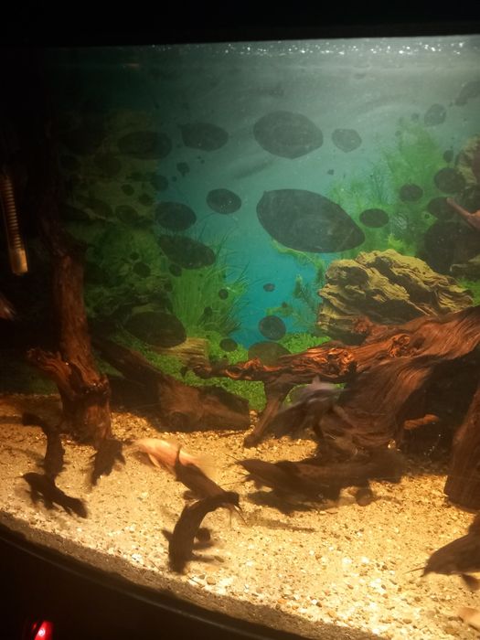 Acvariu pesti acvariu