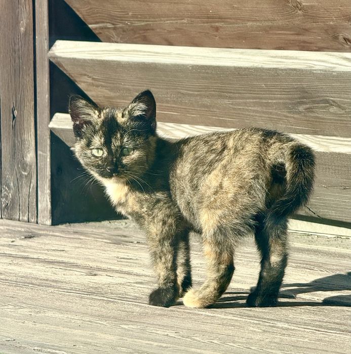 Котенок в добрые руки
