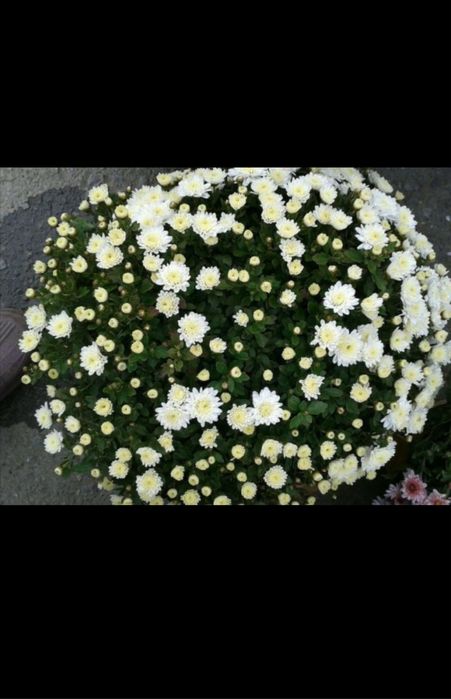 globus xrizantema gullar va kochatlar mavjud dastavka hizmati ham bor!