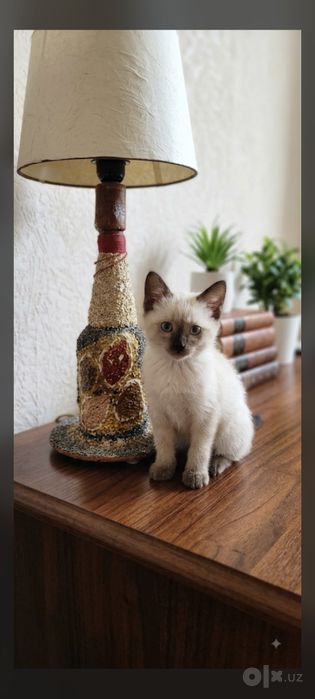 Котята сиамские домашние