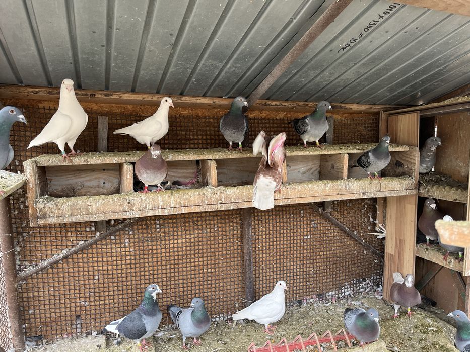 vand sau schimb porumbei