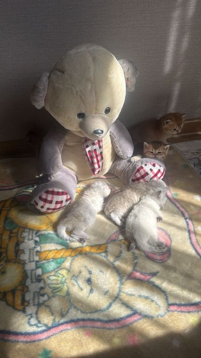 Британцы прямоухие.