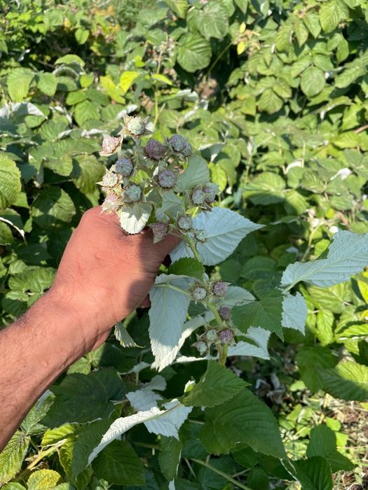 Малина хороший сорт