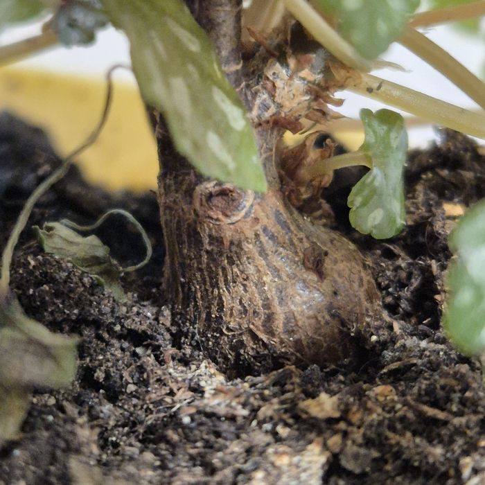 Бегония бонсай, каудексная