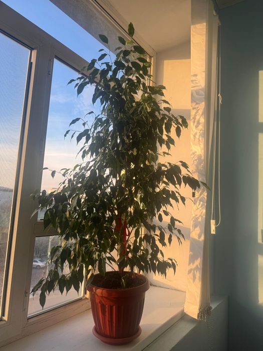 Комнатные растения