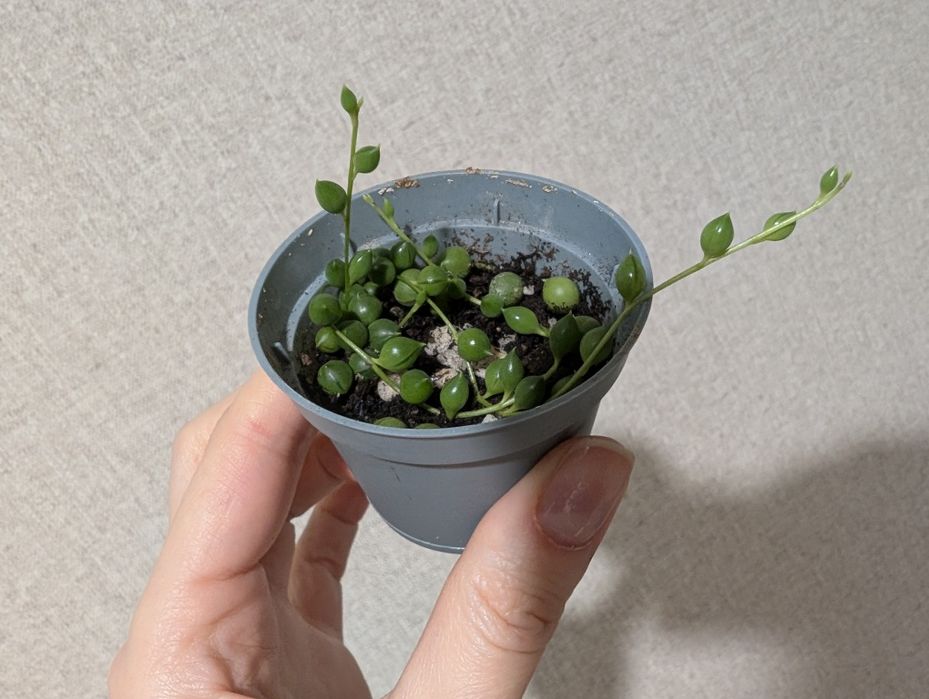 Крестовник Роули