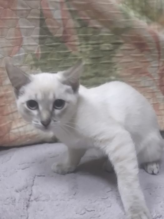 Котёнок бело-серый