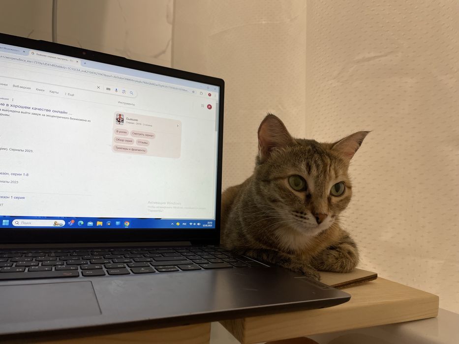 Отдам кошку в добрые руки