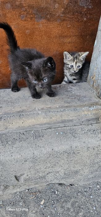 Отдам котят  девочки