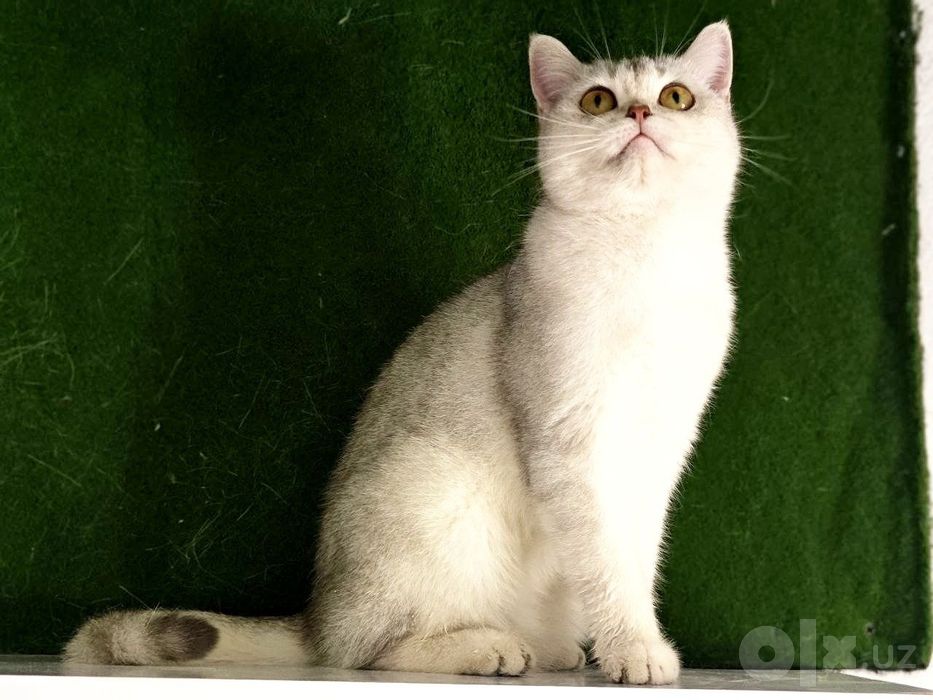 Serebrity shinshilla qiz