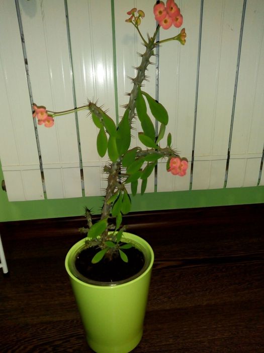 Палма драцена фраганс-110см.,коледниче,исусов венец,кротон,бамбук и др