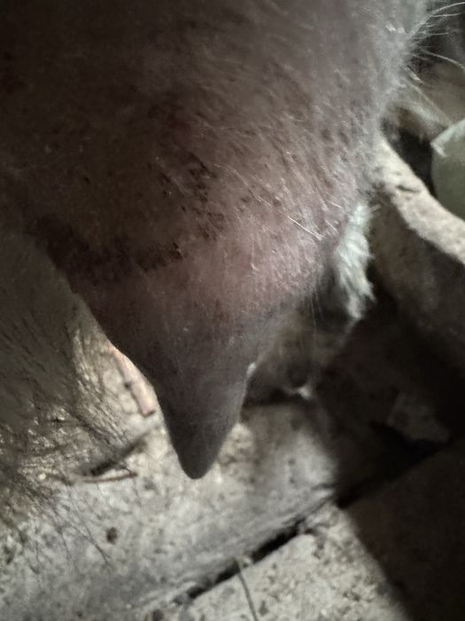 Продается Козы Козел козленок