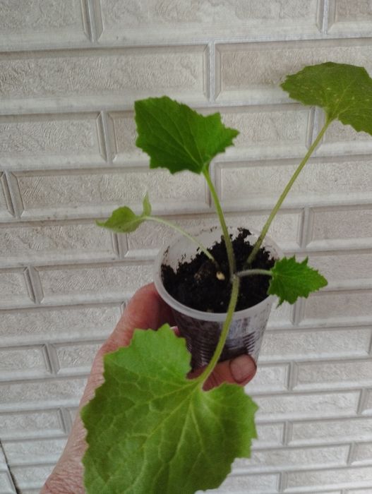 Продаю комнатные цветы.