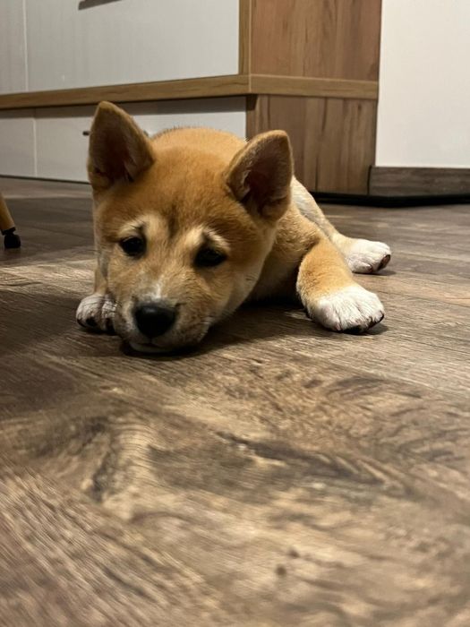 Шиба Ину момченце