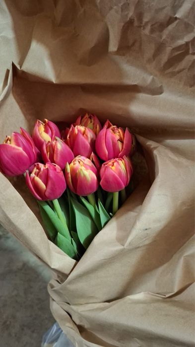 Тюльпаны оптом
