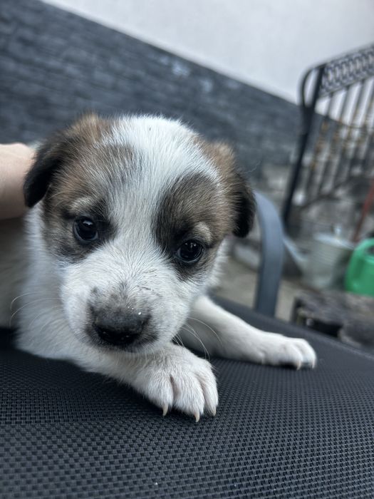 Cateluși spre adopție