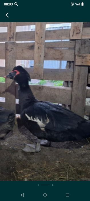 Продам индоуток два самец