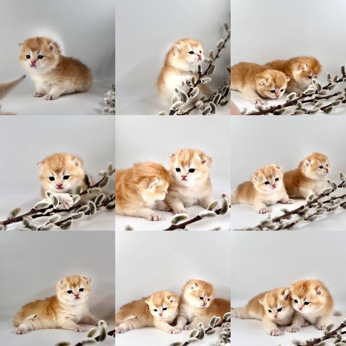 Плюшевое золотое счастье