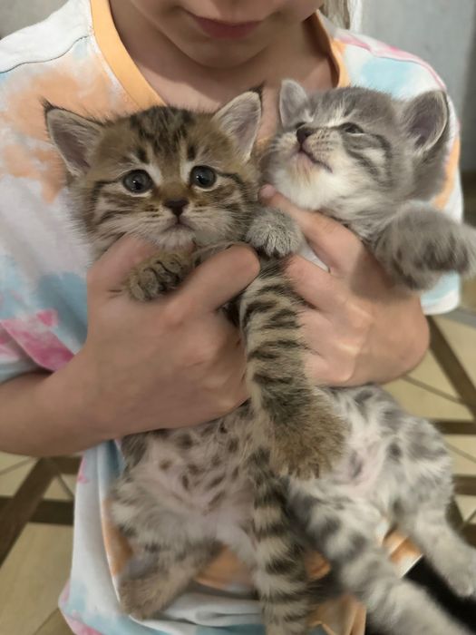 Породистые Котята