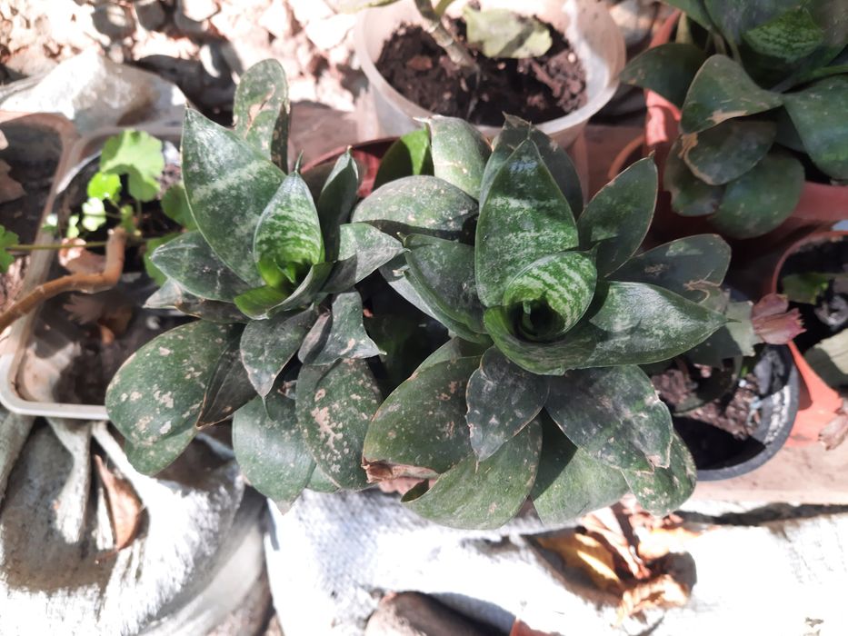 Срочно продам комнатные растения