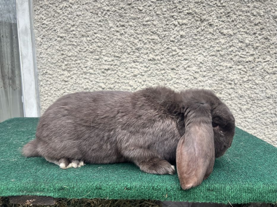 Mascul Berbec German Havana