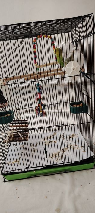 Попугай 2 шт, белый и зелёный